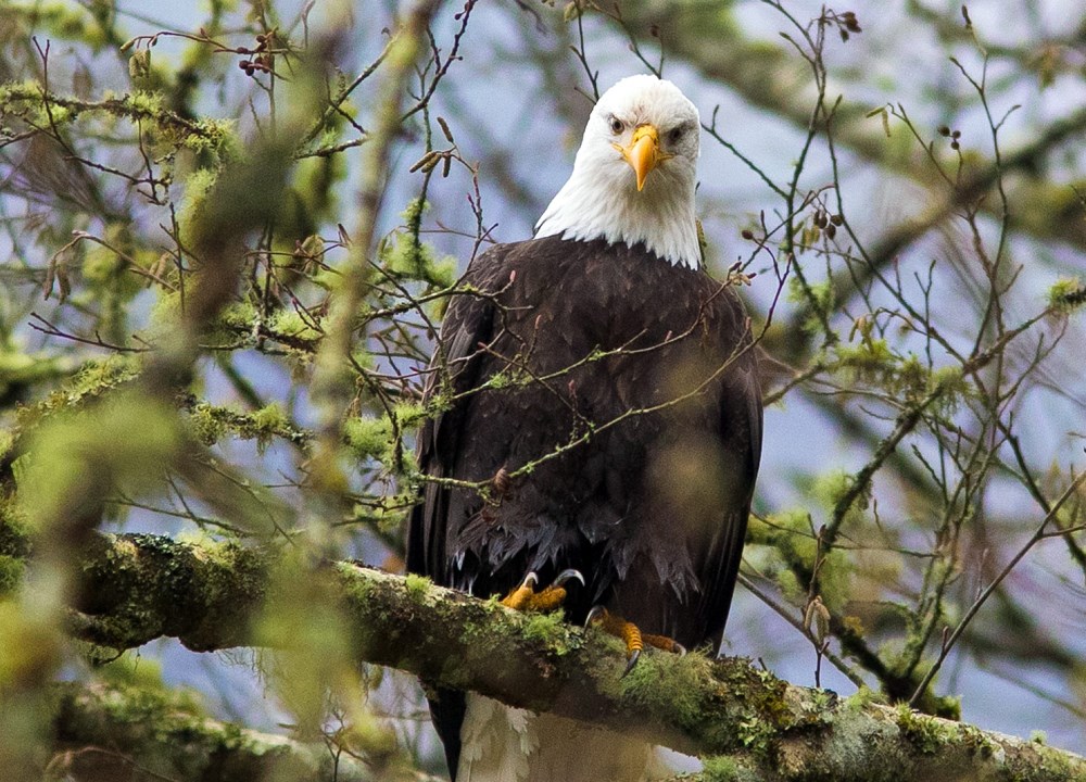 You can view the largest bald eagle gathering in the world in B.C.