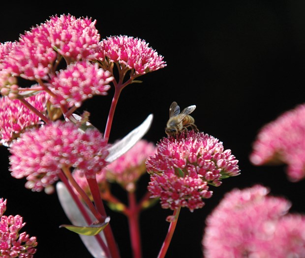 Fighting back against the chafer beetle