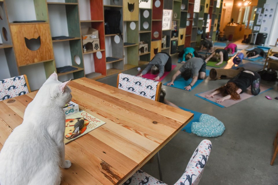 Powder watched Sunday’s Cats on Your Mats class from a safe distance at Catfé. The white cat is part of the cat crew provided by the SPCA that lives at the cat café until, hopefully, adopted. Photograph by: Rebecca Blissett