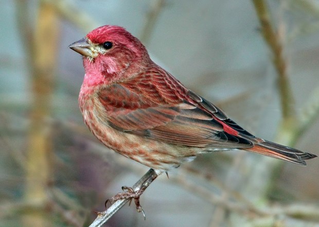 WILD ABOUT BIRDS: Spring sings at North Vancouver's Maplewood Flats ...