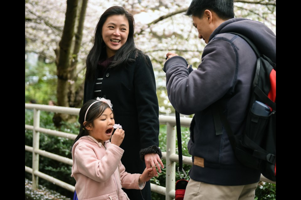 Iris Tung poses for a photograph while visiting the Burrard SkyTrain’s akebono cherry trees with parents Naomi and Dorian Saturday.