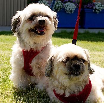 SPCA seeks help from community for shih tzus surgery