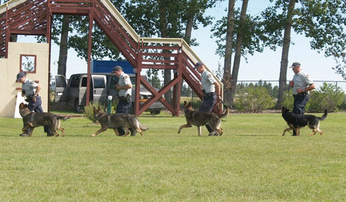 The crime-fighting team is the product of a demanding multi-year national training program designed to create efficient, close-knit units. German shepherds, the only breed used by the RCMP, learn the ropes at "Doggy Depot" in Innisfail, Alta., where they train daily with prospective handlers.