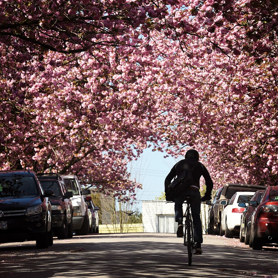 cherry blossoms