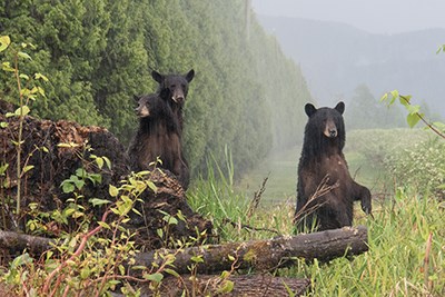 bears