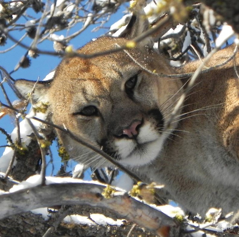 String Of Cougar Sightings Prompts Warning For Gibsons Coast Reporter 