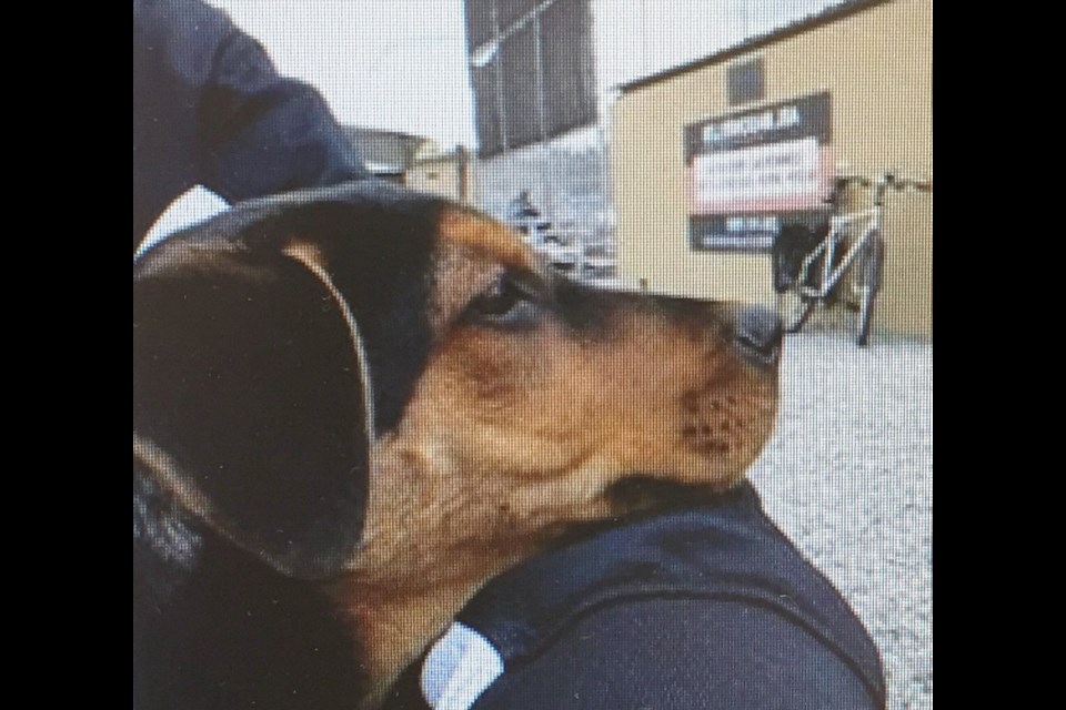 Molly, a six-month-old Rottweiler-German shepherd-Labrador cross, was tied to a bench outside London Drugs at the Port Place Shopping Centre in Nanaimo when she was stolen Sunday between 5:30 p.m. and 5:45 p.m.