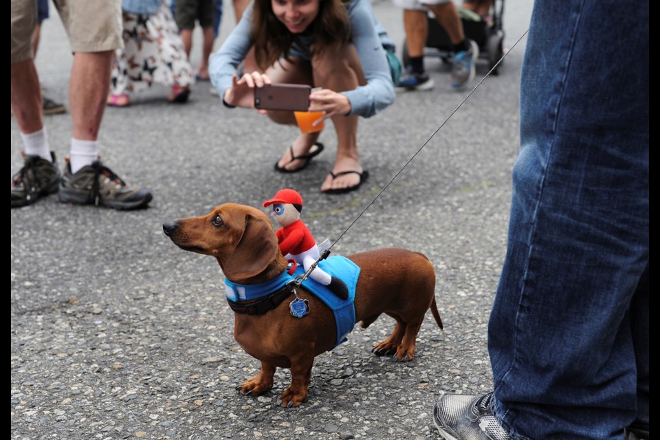 Benny the dachshund wore an appropriate costume for the annual wiener dog races at Hastings Racecourse before Sunday’s finals.