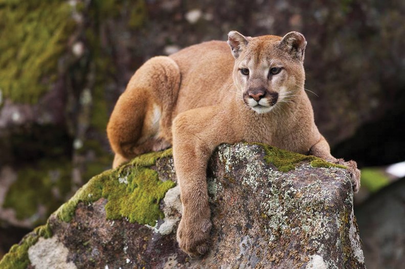 Bold Cougar Takes Cat From Back Porch Coast Reporter