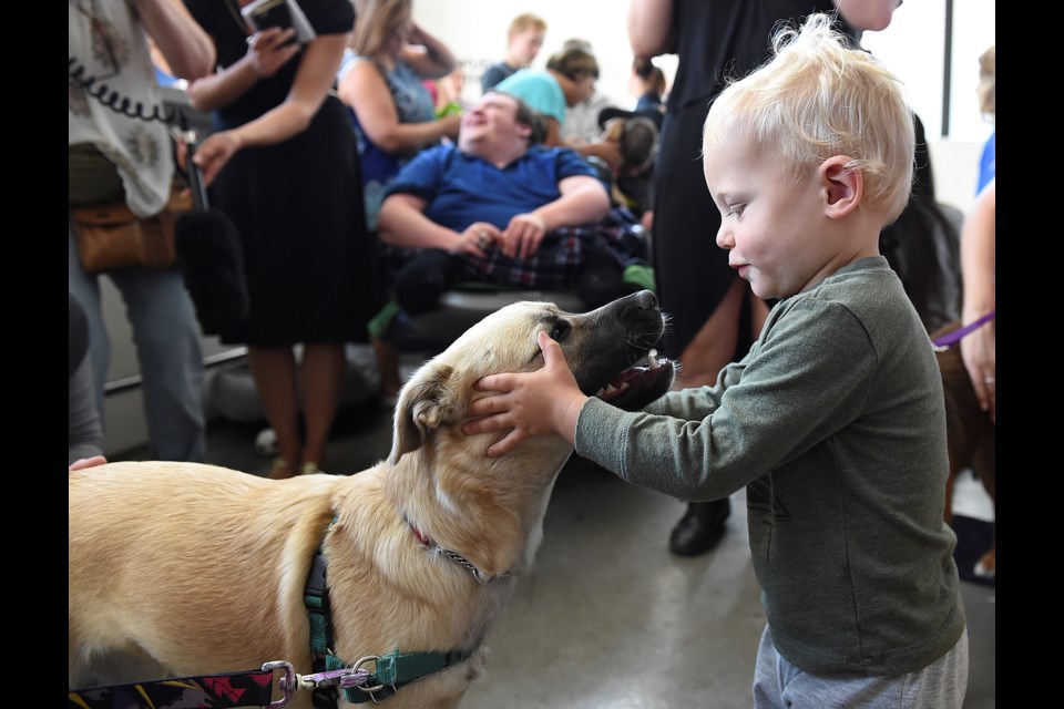 Walker Pickering, 2, was keen on meeting the dogs. Photo Dan Toulgoet