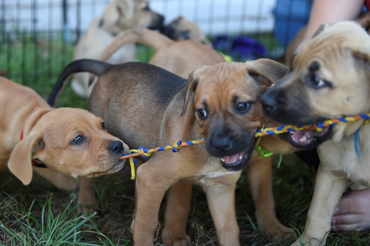 Assistance dog organization faces pressing need for foster homes