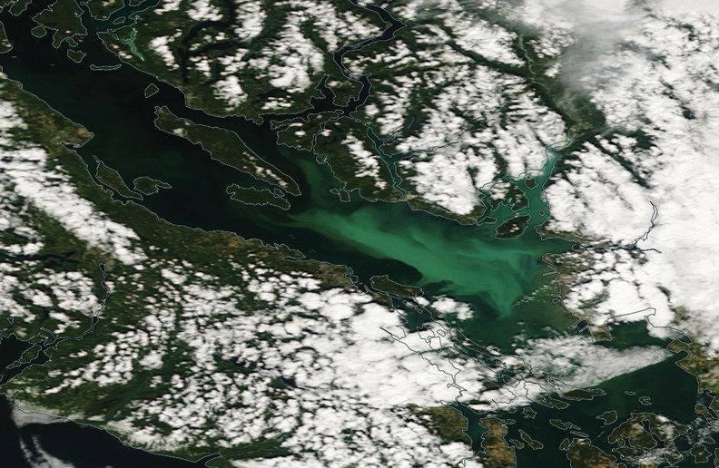 Algae bloom in Georgia Strait as seen from the air.