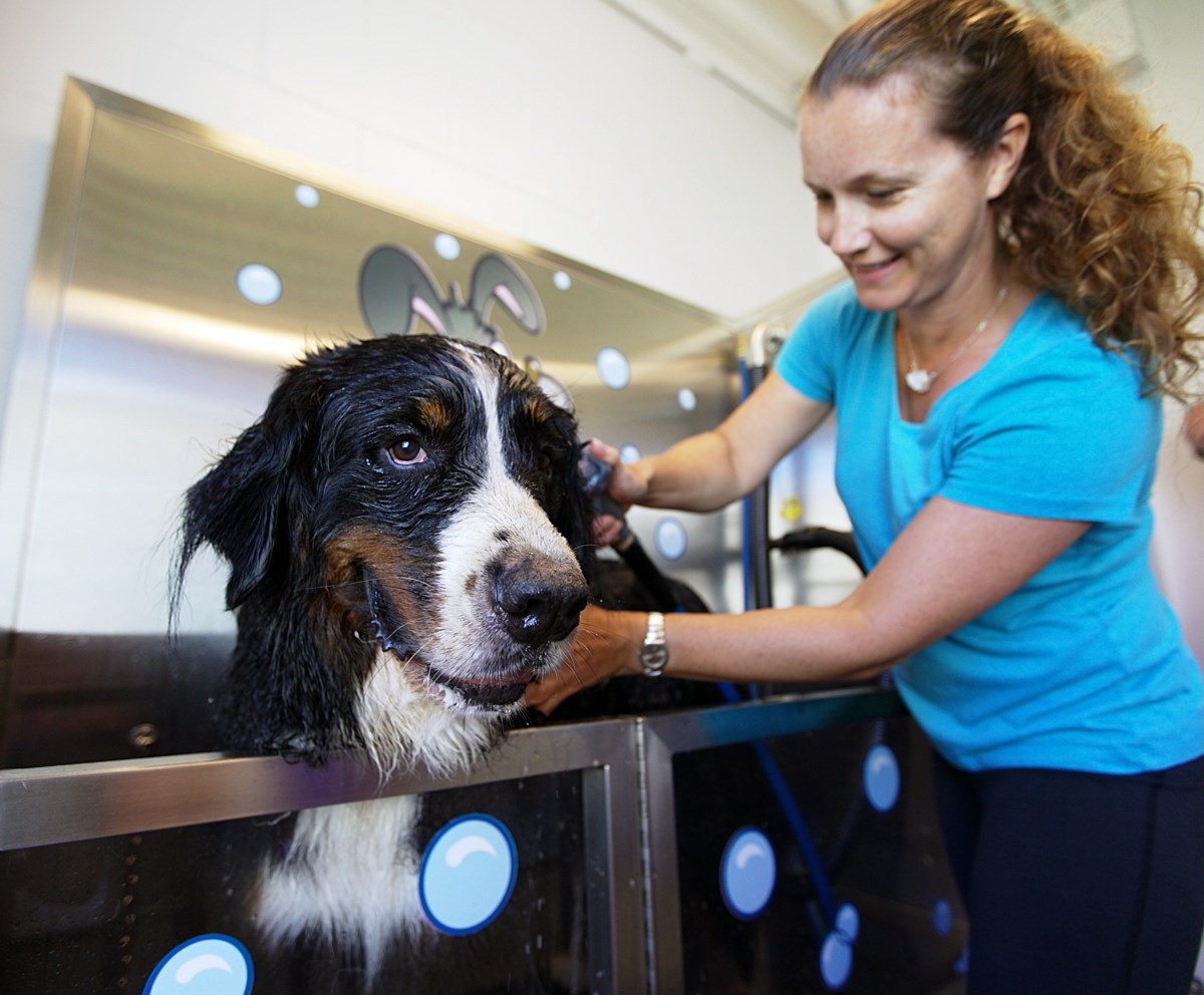 At Nanaimo SPCA animal shelter meets community centre Victoria