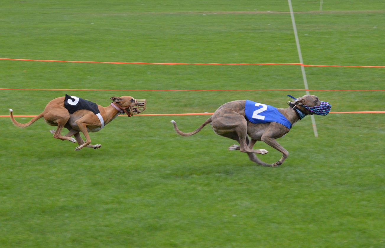 Whippet racing clearance near me