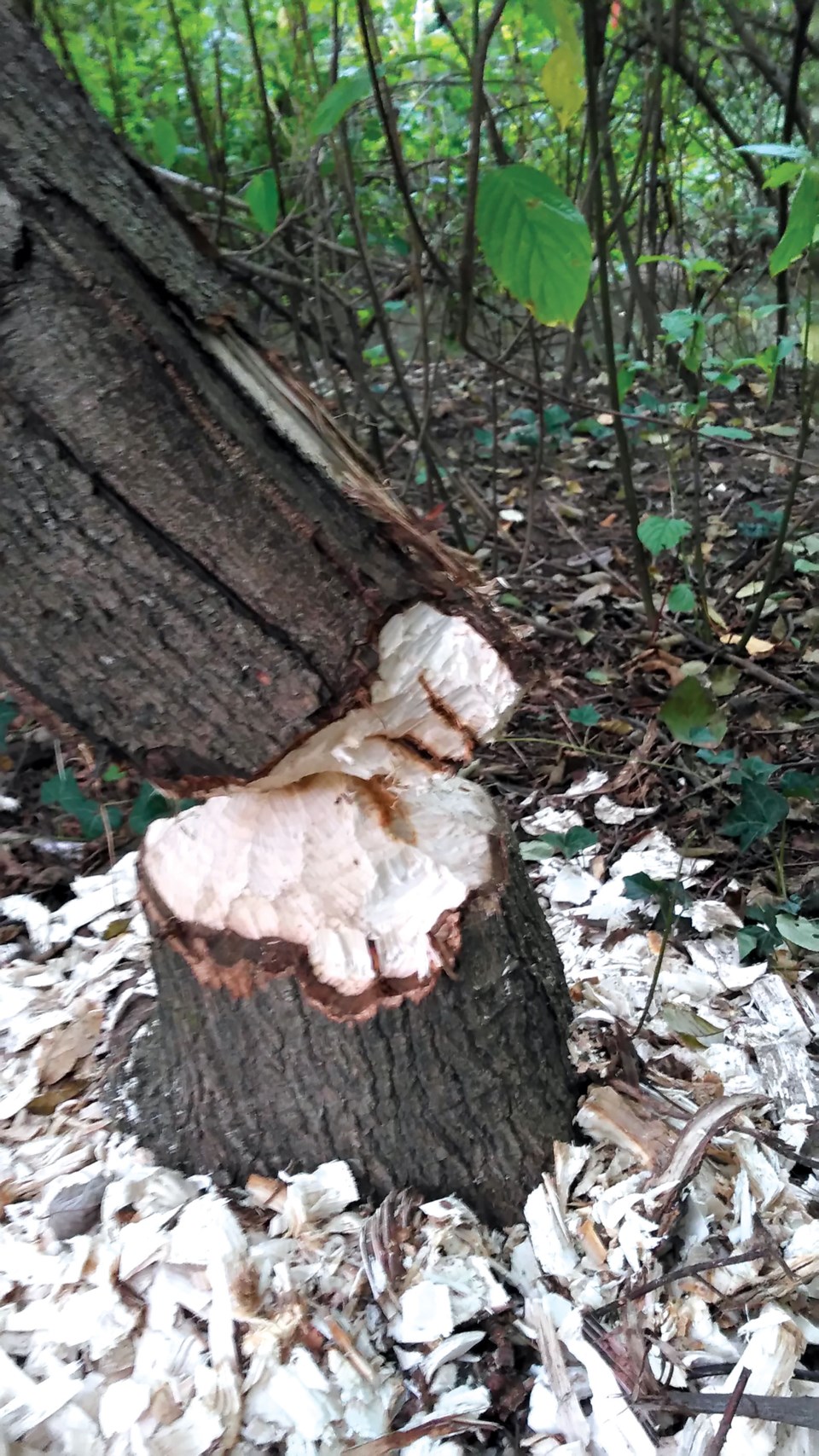 chewed tree