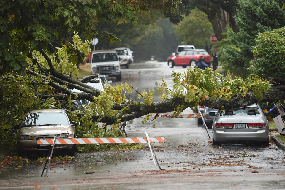 These trees were downed near 24th Avenue and Glen Drive during a windstorm that hit Metro Vancouver in late August 2015. Photo: Dan Toulgoet