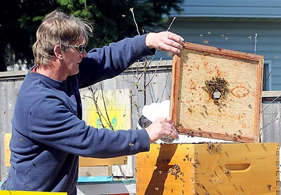 Beekeeper Ric Erikson helps transfer some of the 30,000 newly transplanted honey bees at the Squamish Nation's Harmony Garden at Humul chs'n. The Harmony Garden beekeeping project received the bees from beekeepers Ric Erikson and Sharon Lisette and the community garden co-ordinators and volunteers will help support the new colony of pollinators.