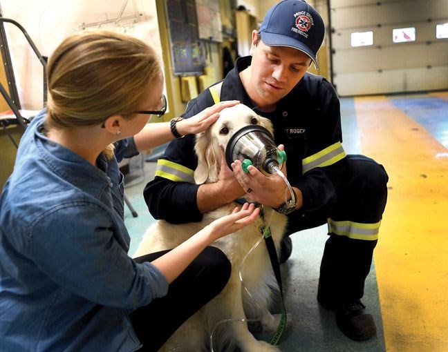 Fire Fighter Richie Rogers is shown how to use a pet oxygen mask on Reggie the dog by veterinarian Dr. Sara VanderKraan on Wednesday morning at the downtown fire hall. Prince George firefighters are now equipped with 12 pet oxygen mask kits donated by the Happy Dogs Legacy Campaign.