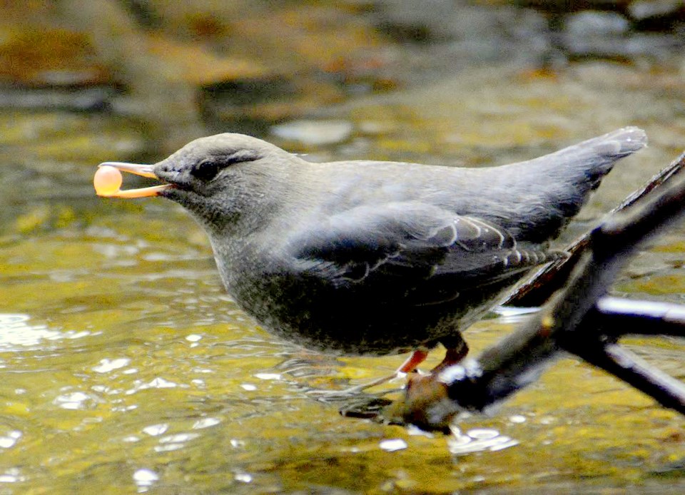 dipper