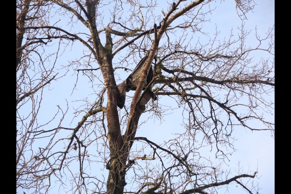 A tarp covers a section of a condemned cottonwood tree that has housed a bald eagle nest for the past two decades. The tree is expected to come down in the coming weeks, forcing its occupants to find another home.