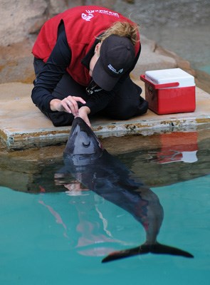 Daisy, a harbour porpoise, is included in a new exhibit at the 鶹ýӳAquarium focusing on rescued marine animals.