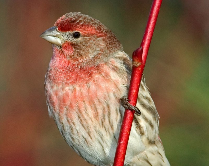 house finch