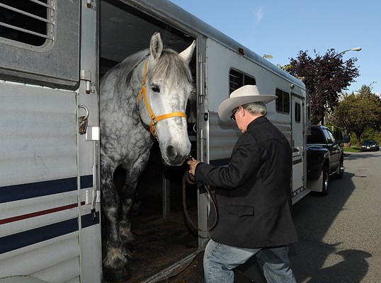 Gerry O'Neil owner of Stanley Park Horse-Drawn Tours gets Pepper ready for a visit.