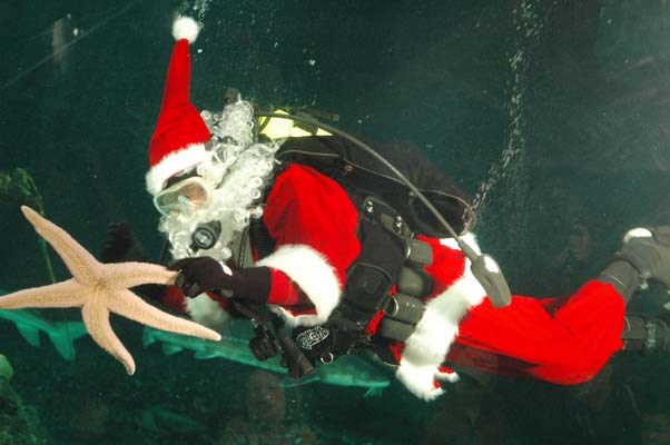 Luminescence, an aquatic light celebration at the 鶹ýӳAquarium, features Scuba Claus and a glowing variety of underwater sea life.