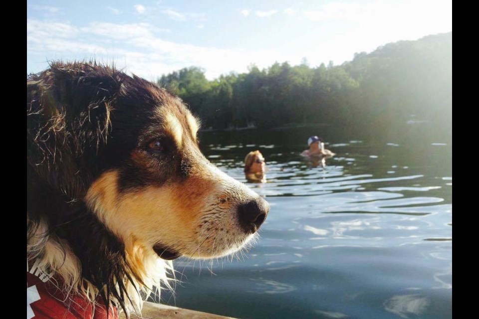 Denise Malley Harding says family dog "Jenny" also enjoys spending time at the cottage in the summer.