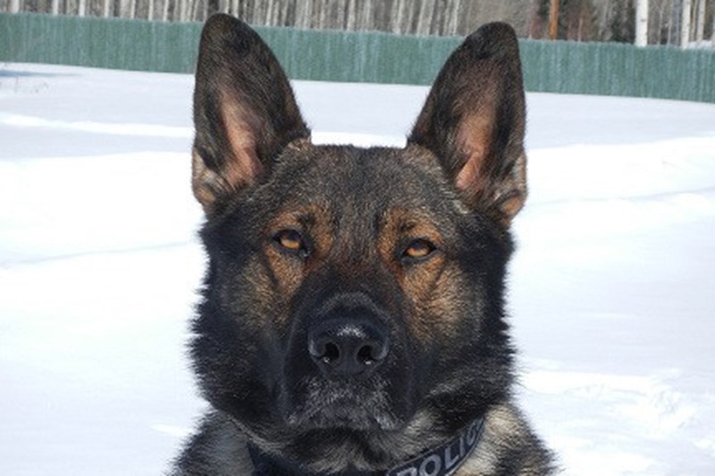 RCMP police service dog Charlie, who began his career in Thompson, is retiring this month after havi