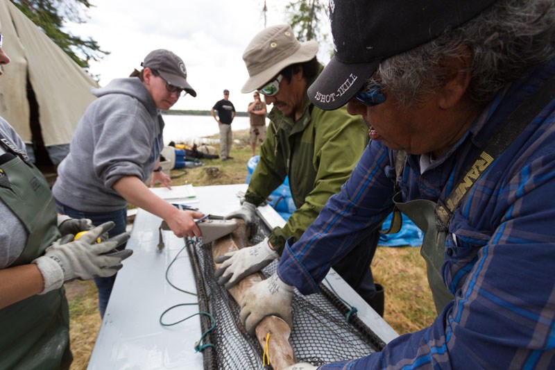 Scanning for PIT tags. Tagged sturgeon are marked with two indicators: an electronic PIT tag below the sturgeon’s skin, and a visible yellow floy tag attached below the sturgeon’s dorsal fin. The non-metallic floy tags replaced the previously used carlin tags with after community consultation regarding sturgeon safety.