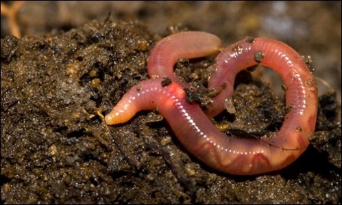 https://www.vmcdn.ca/f/files/glaciermedia/import/sk/1013920-earthworm.jpg;w=499