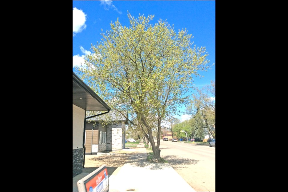 Trees have become a hot issue at city council in recent weeks. At Monday’s meeting, lawyers Patricia Meiklejohn and Jaylyn Lawrence of the Holm Meiklejohn Lawrence law firm were seeking a permit to replace the sidewalk and construct a driveway to their parking lot at their new office on 101st Street. But complicating their plans is an Amur Maple tree standing on the street, and that was the focus of discussion at council Monday.