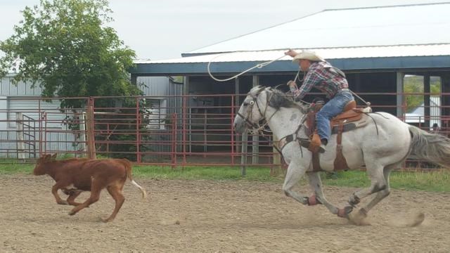 rodeo