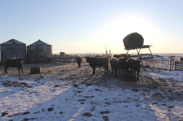 cow farm