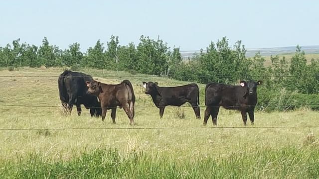 Prices are mixed at Livestock Auction - SaskToday.ca