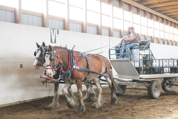 Clydesdales