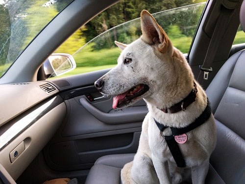 Dog in hot car