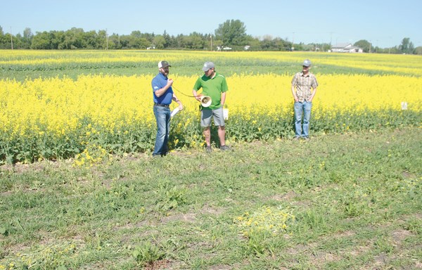 Lindsay Alberts from Dupont Pioneer talks about new canola innovations.