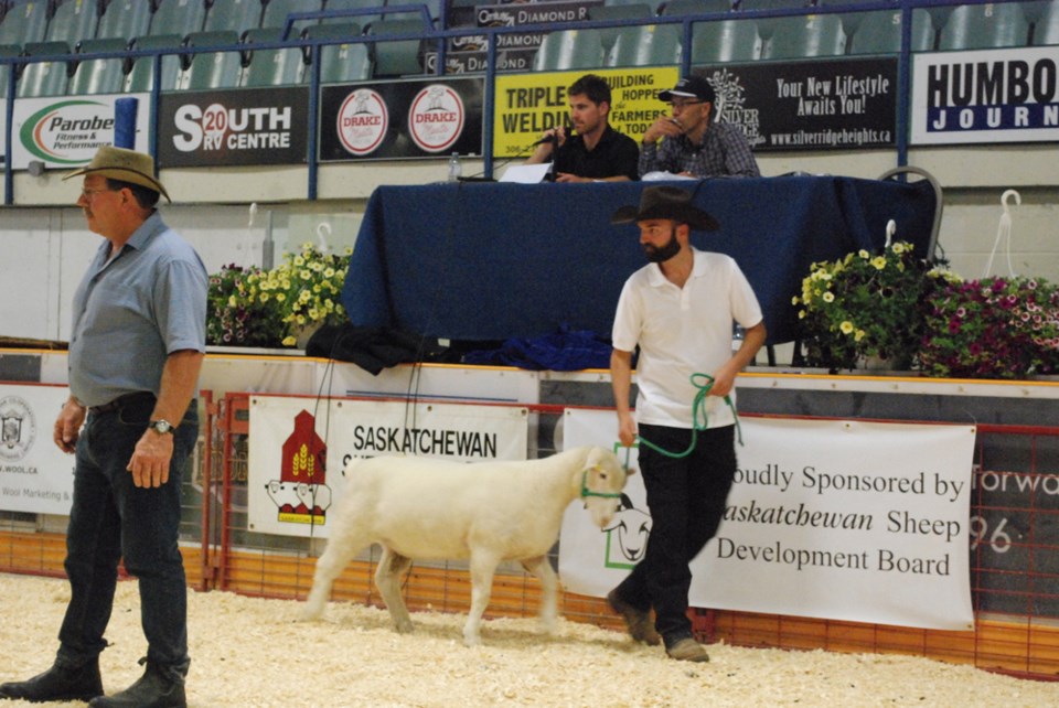 2017 Grasslands Sheep Exhibition