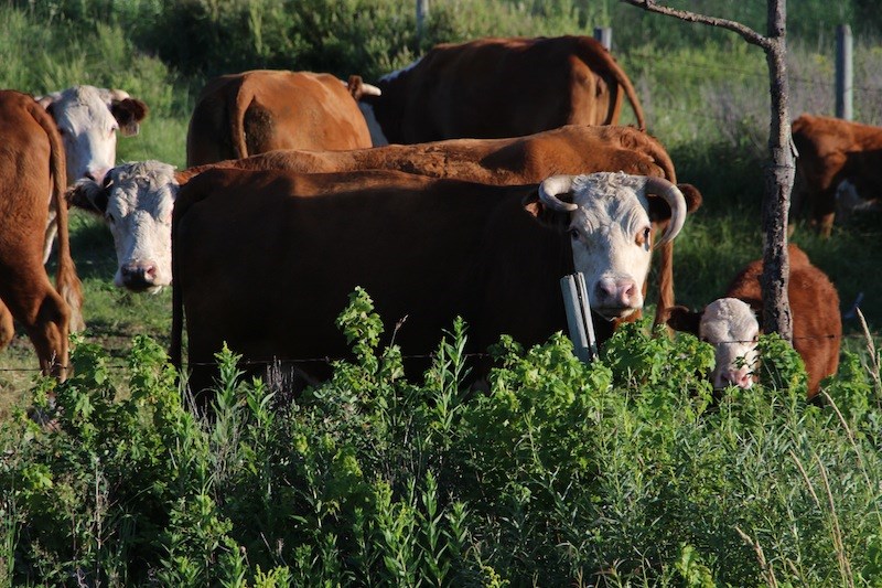 Cattle grazing