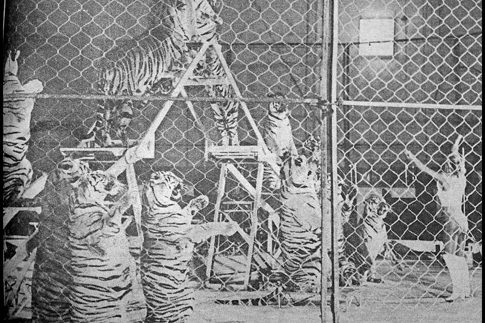 Jacqueline Zerbini exhibited her complete control over these oversized kitties at the Canadian International Circus, held in Tisdale Aug. 17 and 18 at the RECplex arena. Tisdale Recorder File Photo