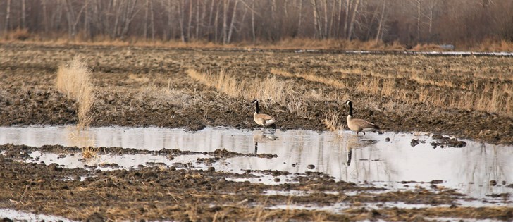 Spring Runoff