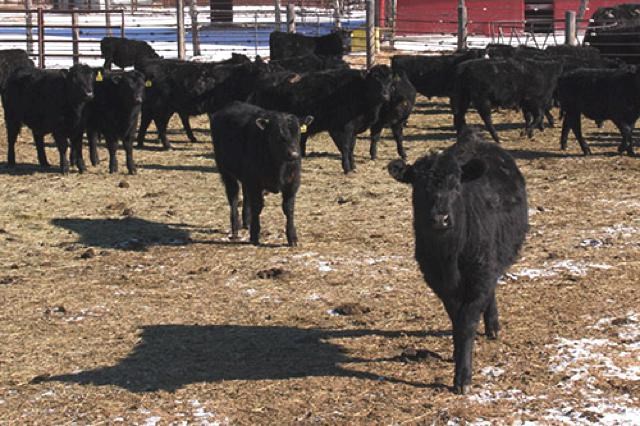 angus calves