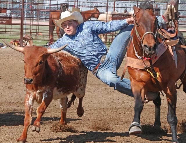 Steer wrestling at rodeo