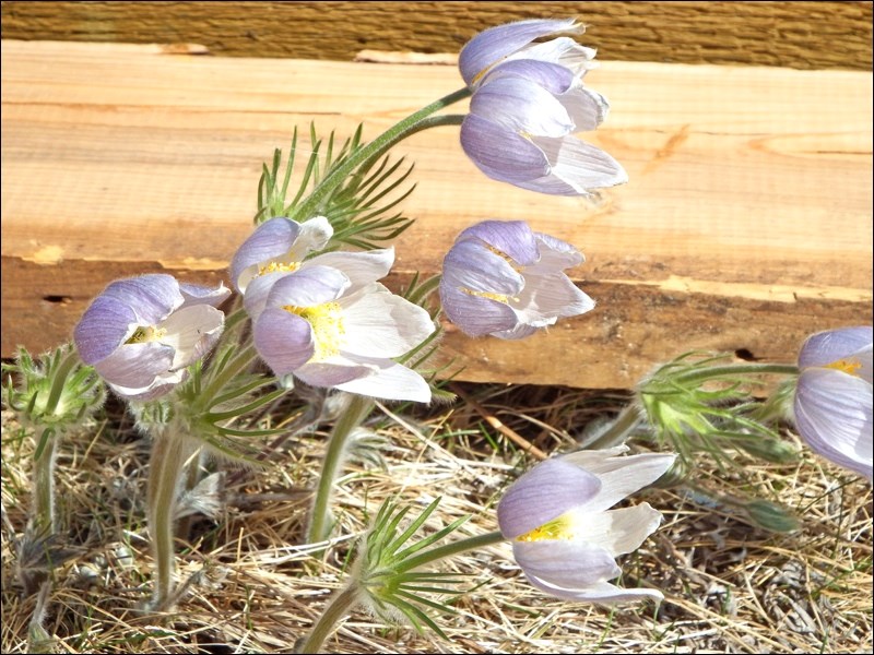 crocus