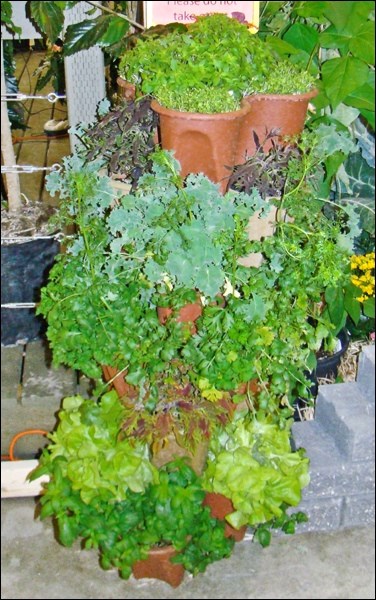 https://www.vmcdn.ca/f/files/glaciermedia/import/sk/1205610-Kale-lettuce-and-coleus-in-a-container-tower.jpg;w=960;h=640;bgcolor=000000
