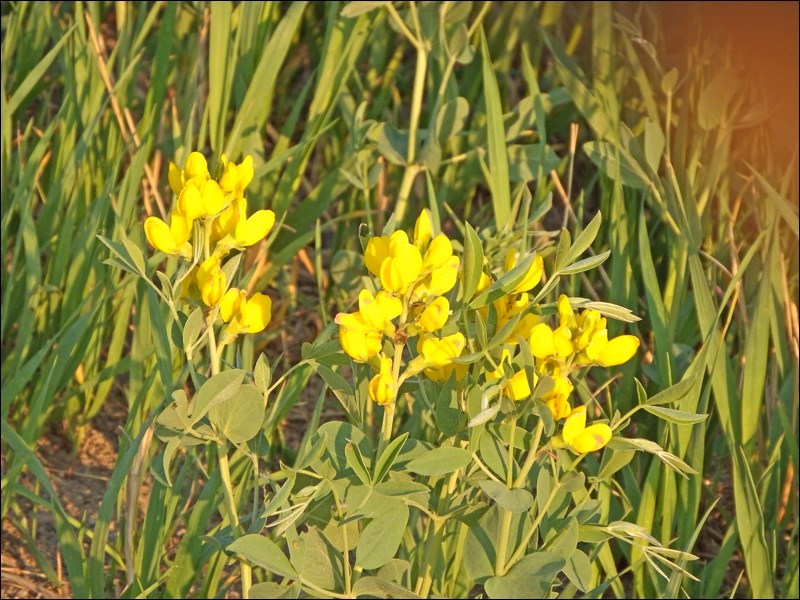 spring rural scene