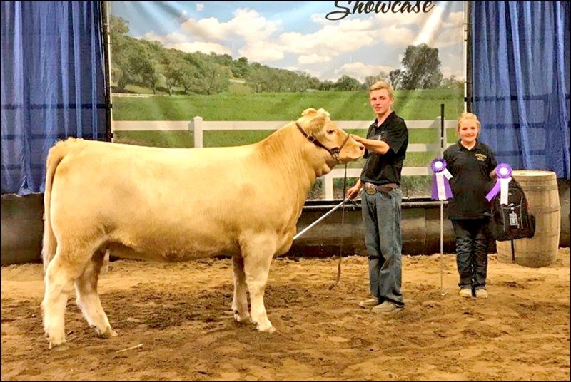 Cole Reid was first in intermediates for showmanship and then won reserve supreme showman. His sister Taylor is holding his ribbons. Photos by Lorraine OlinykCourtney Yasieniuk with her steer that placed first in Class 2 Medium Weight. Her brother is leading her calf.