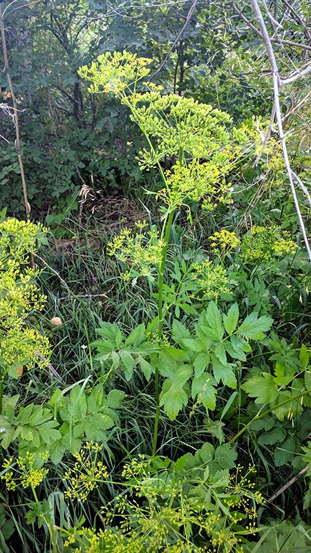 Wild parsnip pic